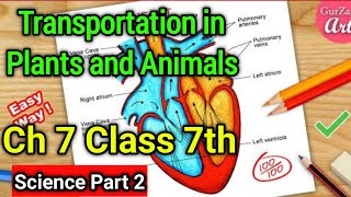 Transportation in Plants and Animals Class 7 Science Chapter 7  NCERT Explanation in Hindi  Part 2 [upl. by Yetnom300]