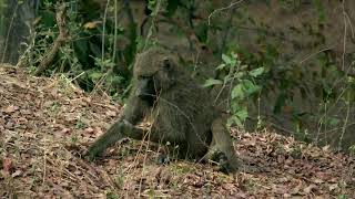 Le Parc National W Bénin PAD [upl. by Sukcirdor458]