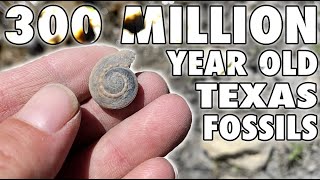 Pennsylvanian Period Fossil Hunting  300 Million Year old Texas Fossils [upl. by Siraj]