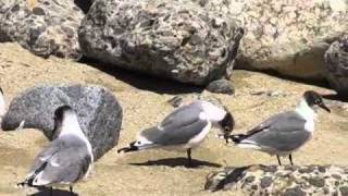 GAVIOTA DE FRANKLIN Leucophaeus pipixcan [upl. by Kiehl]