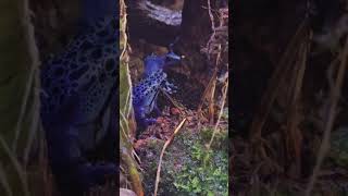 鈷藍箭毒蛙Dendrobates AzureusTaipei Zoo [upl. by Suillenroc]