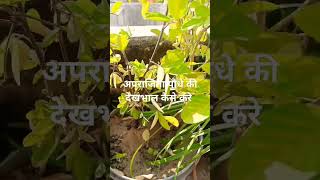 Aprajita ka plant ☘️☘️shortvideo youtube gardnig [upl. by Naashom211]