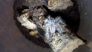 Poecilotheria regalis arboreal tarantula sling hunting 1080p 60FPS [upl. by Salvay]