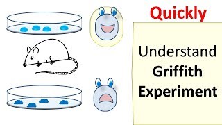 Griffiths experiment [upl. by Ramirol]