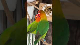 Smart lovebird Parrot  Lovely little parrots 🦜🥰 lovebird lovebirdlife parrot [upl. by Arezzini]