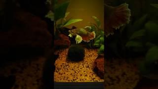 Nuovo esemplare di Betta Splendens  acquario tropicale dolce  Askoll Pure M Led v410 [upl. by Lotti]