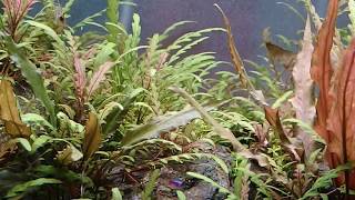 ピンナティフィダ水槽 Hygrophila pinnatifida [upl. by Goles]