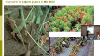 Lecture 14  Phytophthora Diseases  Dr Rana Samara [upl. by Naej]