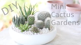 DIY Mini Cactus Gardens [upl. by Rancell]