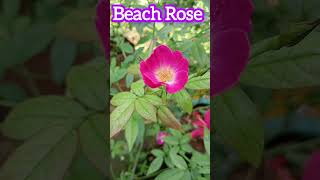 Little Beautiful Beach Rose🥰Rosa RugosaScientific NameShorts [upl. by Nacim]