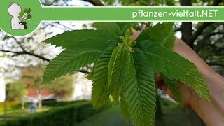 Edelkastanie  Austrieb  230418 Castanea sativa  Bäume amp Sträucher bestimmen [upl. by Whiney390]