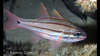 Fourline Cardinalfish  Apogon doederleini [upl. by Relyhs]