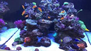 Added 10 Pseudanthias squamipinnis to the reef [upl. by Valeria]