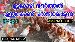 BV380 മുട്ട കോഴി വളർത്തൽ എന്തുകൊണ്ട് പരാജയപ്പെടുന്നുECO OWN MEDIA Amana group kottakal malappuram [upl. by Duwalt]