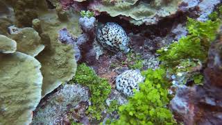 2 Cypraea tigris commonly known as the tiger cowrie Guam Do not steal them Marine Preserve [upl. by Wendel714]