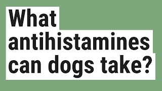 What antihistamines can dogs take [upl. by Nannarb]