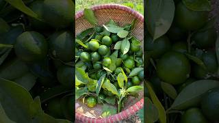 Harvesting kumquat hachigarden bepco21 hoasontra garden harvest fruit vegetables [upl. by Nevek]