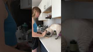 A Morning In The Life Of My Cat lokiandelena cat vlog morningroutine lifeofacat catvideos [upl. by Akram]