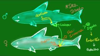 Reprodução nos Condrictes  Vertebrados  Zoologia [upl. by Isis195]