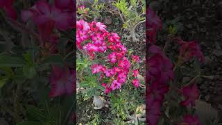 Adenium Plant Seeds Pods ready flowers garden desertrose nature FunGardening Homegarden26 [upl. by Adiana]