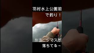 多摩川羽村水上公園前でニジマス釣り落ちてる～ fishing 奥多摩渓流釣り 多摩川ニジマス釣り [upl. by Alyam]