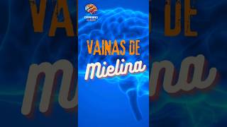 VAINAS DE MIELINA youtubeshorts comidasaludable bienestar todoelmundo parati fypシ゚viral [upl. by Asinla]