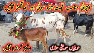 Low Prices Pure Desi Cross Cows Latest Prices On Havelian Maweshi Mandi By My Life Channel [upl. by Demah]