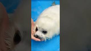 The baby seal choked on water 1 animals cute funny shorts shortvideo [upl. by Salman964]