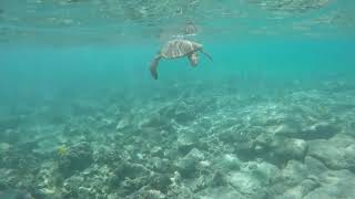 Swimming With Turtles in Kona at Kahaluu Beach [upl. by Aneetak]