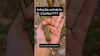 Infecçao Urinária Cistite Nunca mais a CURA chegou [upl. by Marlyn840]