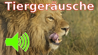 Tiergeräusche  Tiere mit Tiernamen und Ihren Tierstimmen lernen [upl. by Niwhsa]