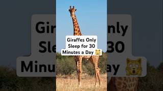 Did You Know Giraffes Only Sleep 30 Minutes a Day shorts [upl. by Enyaht]