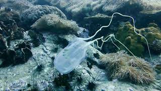 Box Jellyfish Koh Tao Thailand [upl. by Notlimah]