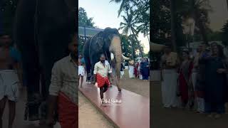 Cherpulassery sree ayyappan youtubeshorts elephant arikombanelephant arikomban pooram [upl. by Calvo]