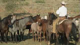 Tongue River Ranch  American Quarter Horse Program [upl. by Natica]