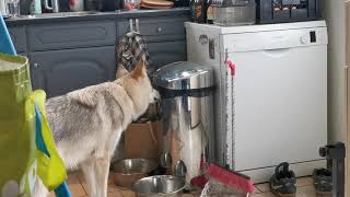 Tamaskan Dog is trying out the garbage can [upl. by Laeira]