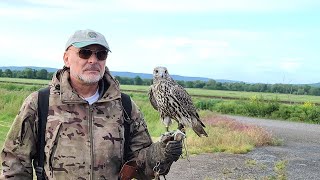 Peregrinegyr tiercel is flying on the drone [upl. by Dugan436]