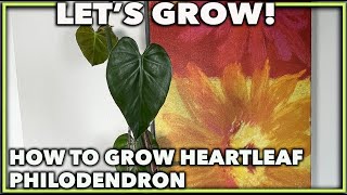 HEARTLEAF PHILODENDRON CARE Expert guide [upl. by Eleph538]