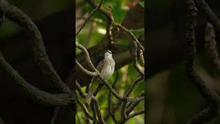 Yellow vented bulbul song  Bulbul bird singing birdsounds [upl. by Chandless725]