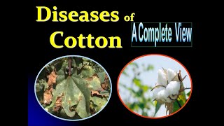 Diseases of Cotton  Wilt Root rot Anthracnose reddening Bacterial leaf blight [upl. by Joung]