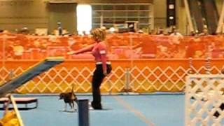 BEAGLE TAKES 1ST PLACE RUNNING AGILITY AT THE IKC DOG SHOW CHICAGO [upl. by Rimat944]