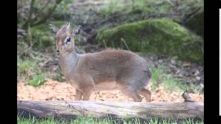 How a Dik Dik nose works [upl. by Attalie]