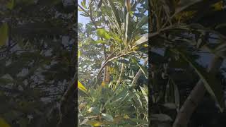 Tabebuia aurea flora plants flowers tanaman pohon viralvideo [upl. by Havard679]