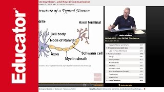 quotNeurons Neurotransmitters and Neural Communicationquot  AP Psychology with Educatorcom [upl. by Sisak]