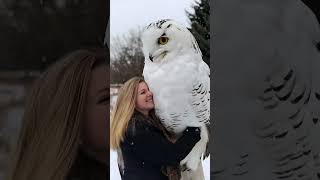 The Beauty of the Snowy Owl owl viralvideo pets [upl. by Calia269]