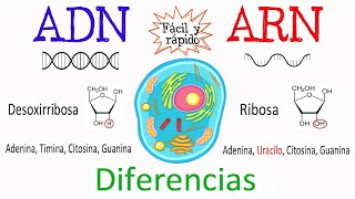 💫 Diferencias entre ADN Y ARN🔬 Fácil y Rápido  BIOLOGÍA [upl. by Montford]