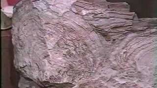 Invertebrate Fossils  Lesson 16  Part 2 of 7 [upl. by Edac]