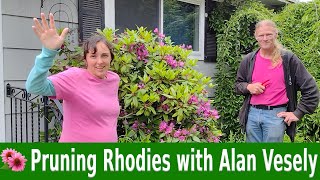 Pruning Rhododendrons with Alan Vesely [upl. by Yelknirb]