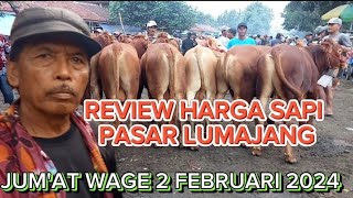 REVIEW HARGA DARI 10JT PASAR SAPI LUMAJANG JUMAT WAGE 2 FEBRUARI 2024 [upl. by Eveline]