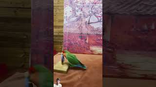 Veri nice intelligent cute parrot very nice bahut hi achcha nice to tha 🥰🥰👀 [upl. by Garner387]